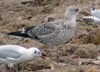 juvenile LBBG, ringed in the Netherlands.